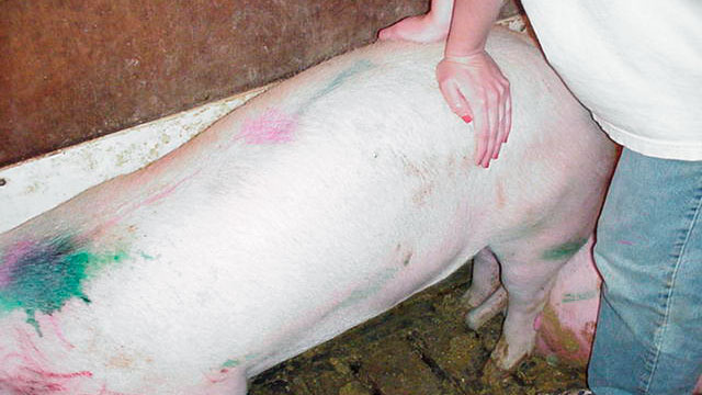 <p>Nullipare en chaleur montrant le réflexe de l'immobilité lorsqu'elle est pressée sur le dos.</p>